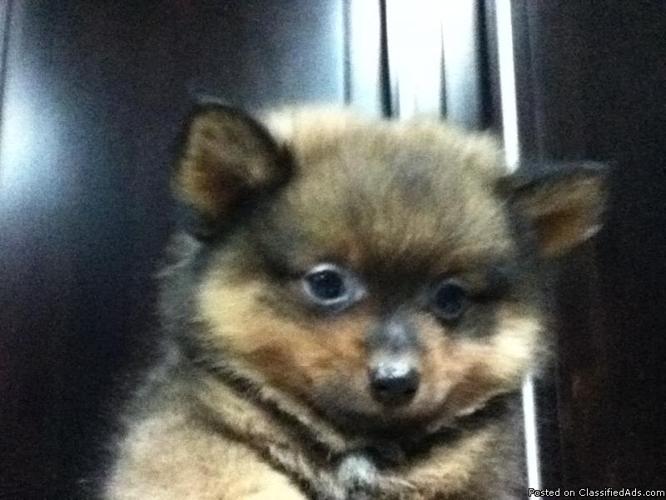Cute adorable Pomeranian - 8 weeks Old - Price: $400.00