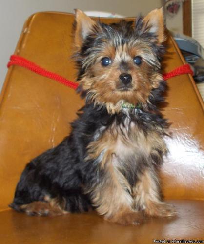 Cute AKC Yorkshire Terrier Male Puppy-12 Weeks old - Price: 550.00