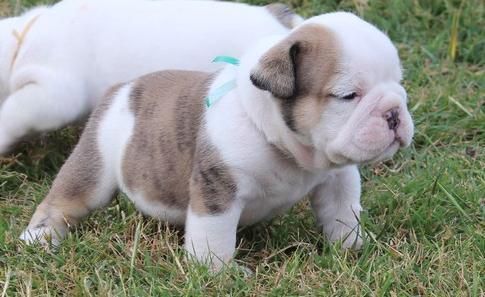 cute and lovely Xmas male and female bull puppies - Price: 400