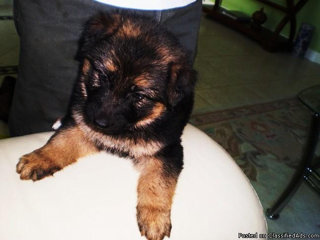 Cute, Intelligent AKC German Shepherd Puppies - Price: $700-800