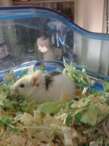 Cute Little Mice For Sale - Price: 25 each with cage