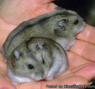 Cute Little Russian Dwarf Hamsters - Price: $10