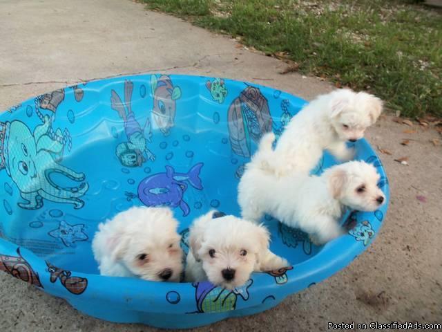 cute loving maltese puppies A.K.C. REG - Price: 425.00 or best offer