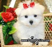 Cute Maltese puppies for sale! - Price: 500