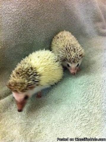 Cute NEW litter of Baby Hedgehogs ready for sale in S. FL.