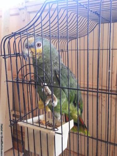 cute Parrot - Price: $800