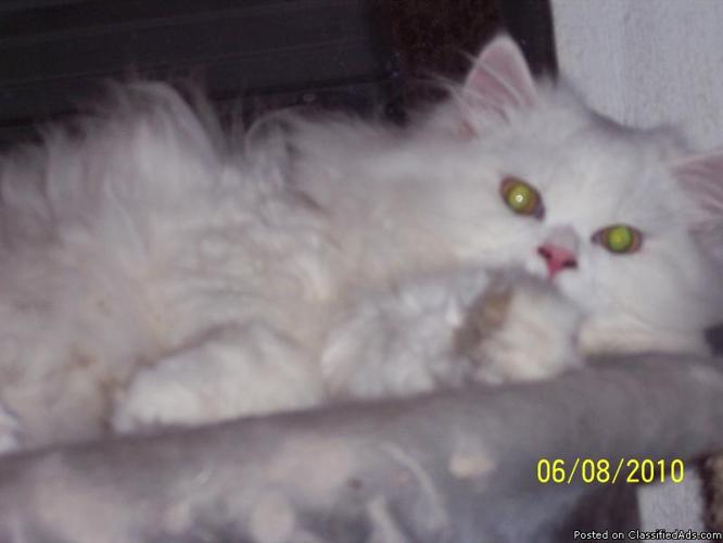 Cute Persian Kittens - Price: 0000