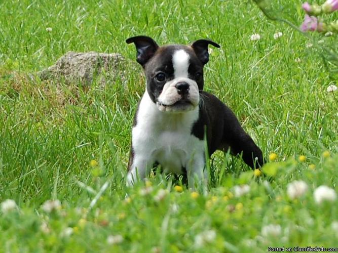 cute puppy - Price: 200.00