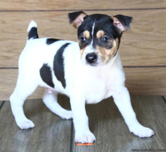 Cute Rat Terrier puppies available now! - Price: 275.00