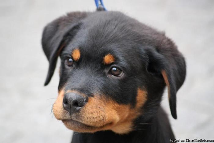 cute Rottweiler Puppies For Xmass - Price: 200