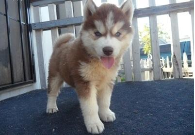 cute siberian husky puppies - Price: 250