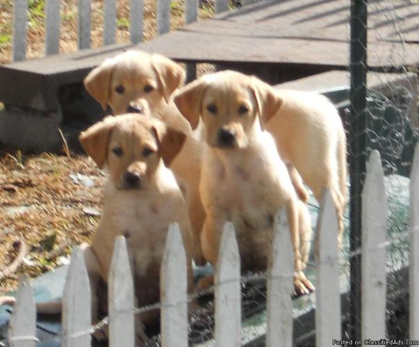 Cute Yellow Lab Puppies - Price: $75