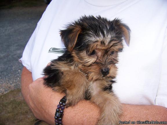 yorkie puppies for sale red deer