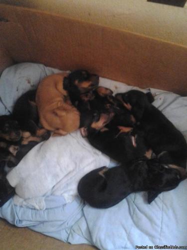 dachands puppies - Price: 150 or best offer