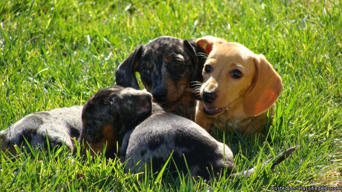 Dachshund AKC Mini Pups for Sale - Price: $400.