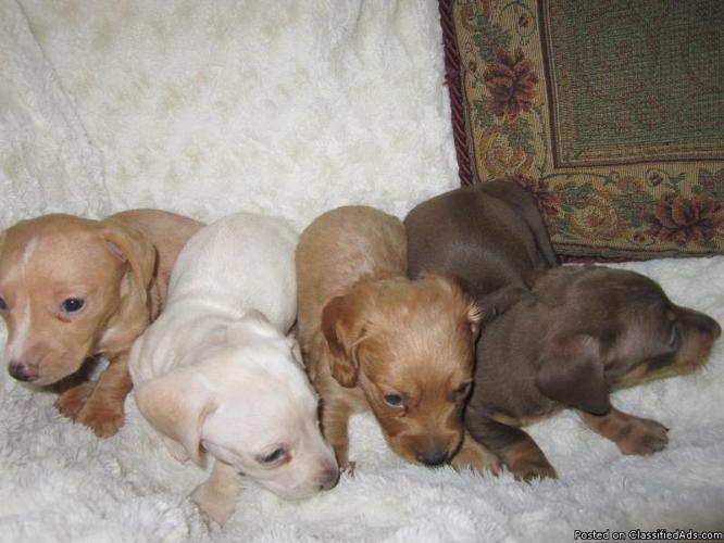 Dachshund AKC Parents, M/F All Colors & Coats - Price: 350.00
