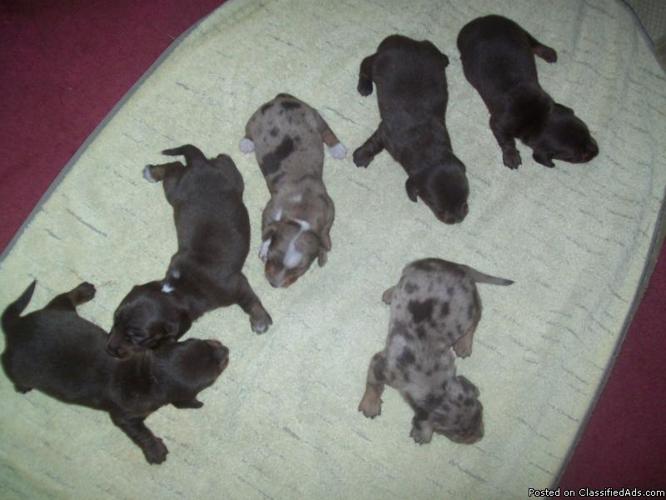 Dachshund Puppies for Sale. - Price: $200.00 to $250.00