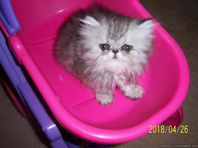 Darling little Persian Kittens 4 sale - Price: 300.00