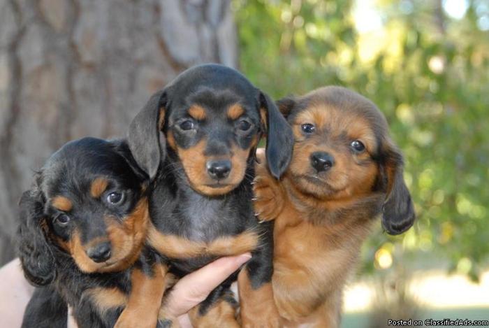 Daschund Puppies - Price: 300.00