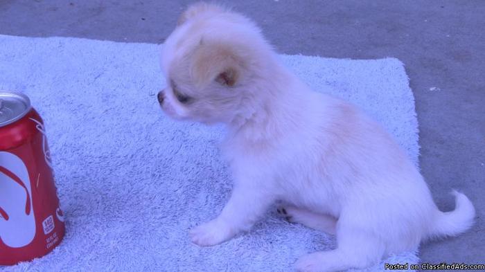 Designer Mix Toy 2nd Generation Chihuahua/Japanese Chin (Chin-Wa) Puppies Puppy - Price: 475