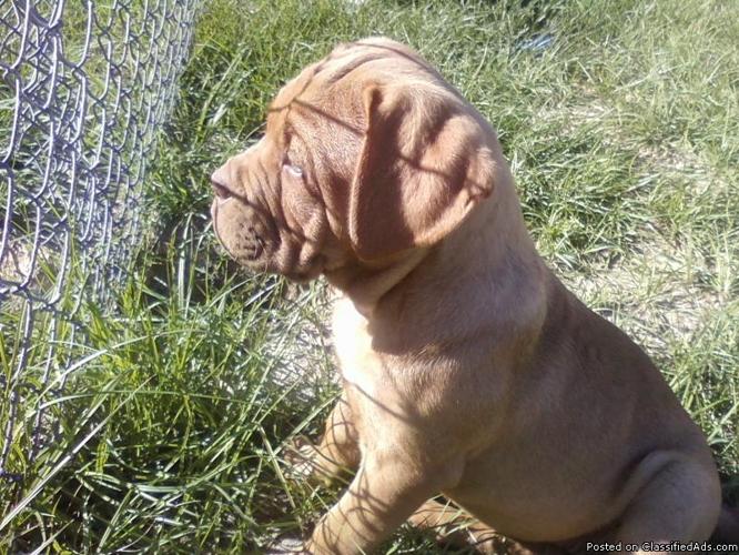 Dogue De Bordeauxs(french mastiff)Litter - Price: $1800.00