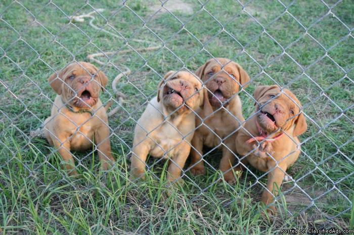Dogue De Bordeauxs(French Mastiffs) - Price: $1100.00