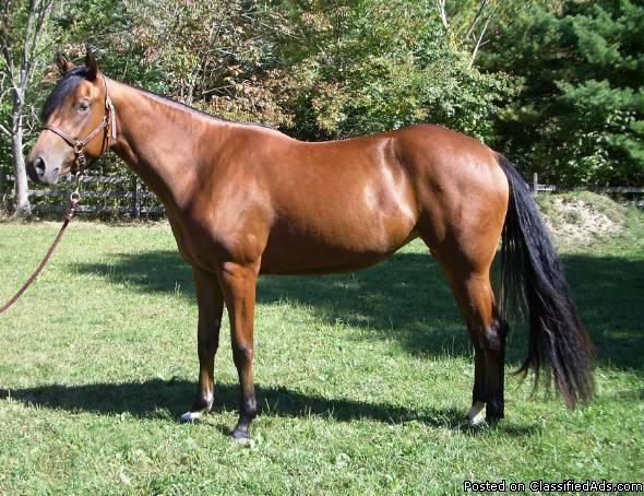 Dream Mare Quarter horse for adoption - Price: 900