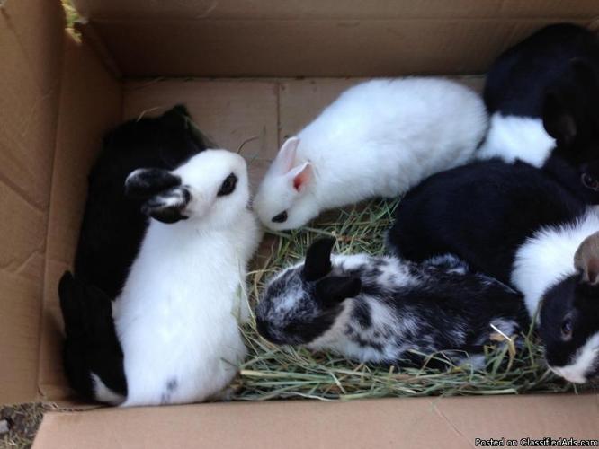 pet dwarf bunnies for sale