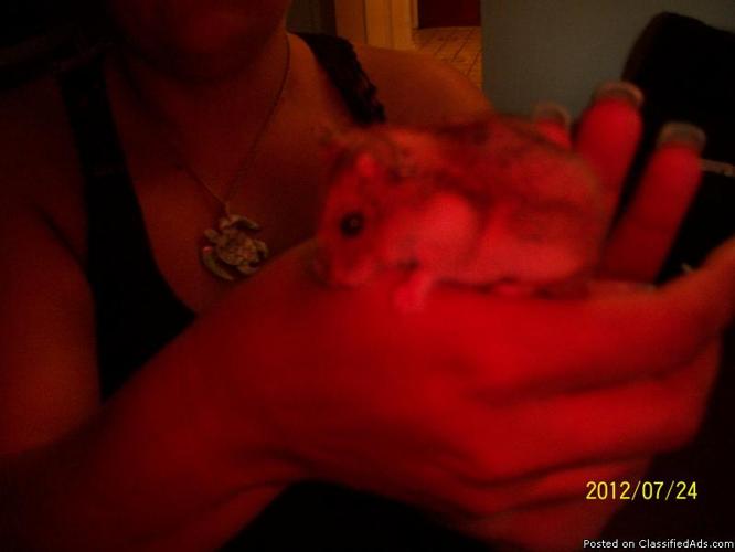 Dwarf Hamster - Price: 25.00