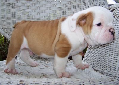 English bulldog puppies Current on all vaccinations - Price: 390