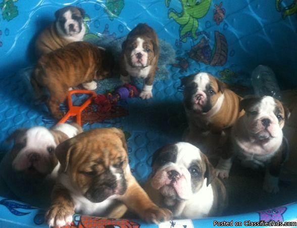English Bulldog Puppies For Adoption - Price: 400