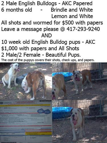 English Bulldog Puppys - Price: 1,000