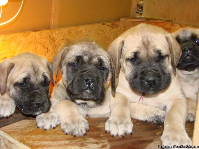 English Mastiff Puppies - Price: $500
