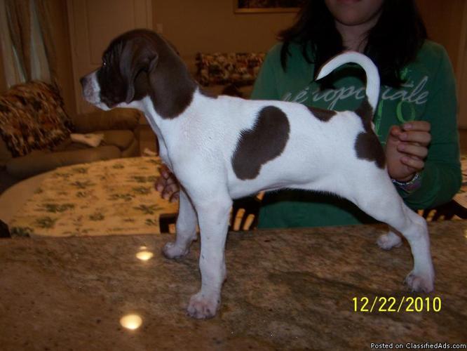 ENGLISH POINTER PUPPIES WELPED 10-31-2010 - Price: 450.00