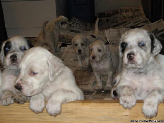 English Setter Puppies - Price: 200 for sale in Holcombe ...