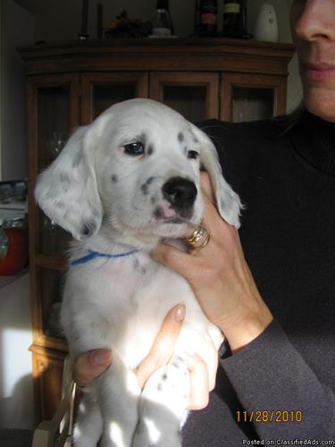 English Setter Puppies - Price: $250 for sale in Traverse ...