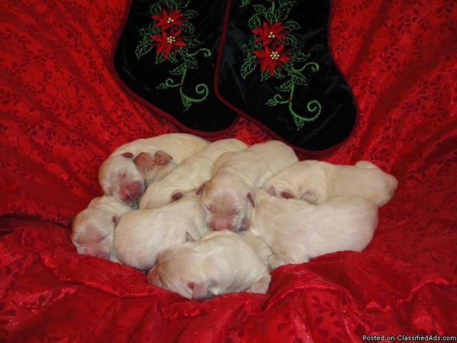 English White Golden Retriever Puppies( Now Taking Deposits) - Price: $1200