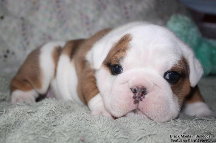 European Int. Grand Champion Bloodlines-Eng. Bulldog Pups Available! - Price: $2300 $ Up