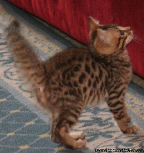 Exotic Bengal Kitten Ready For New Loving Home!!! - Price: 400