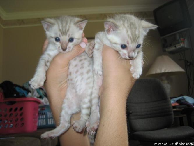 Exotic Bengal Kittens - Price: $800