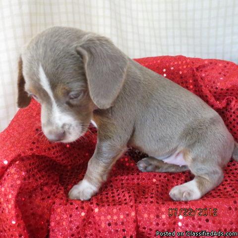 extermely rare silver beagle female - Price: 800