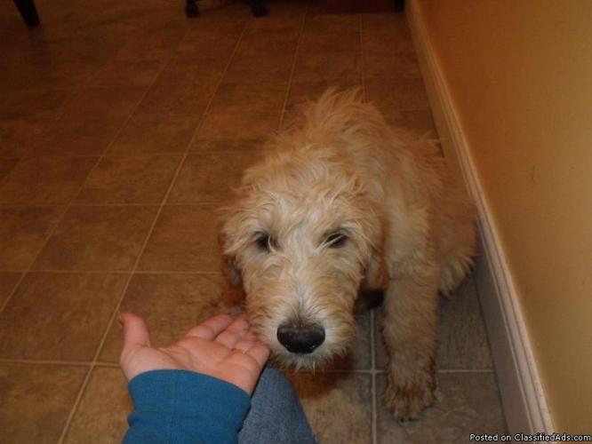 F1B Goldendoodle puppies for sale - Price: $600