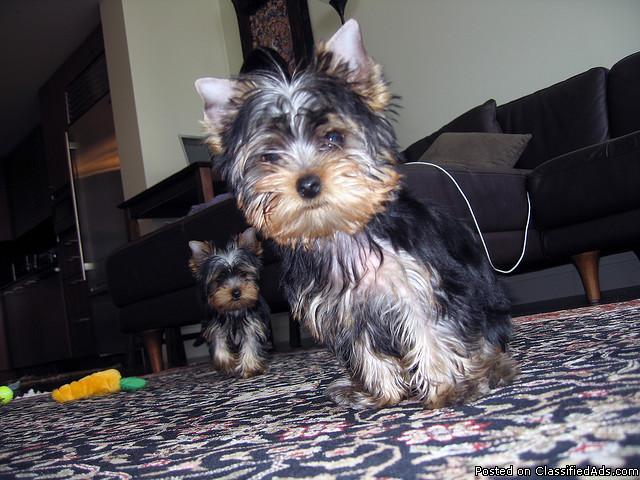 Family raised teacup Yorkie puppies for Good homes..