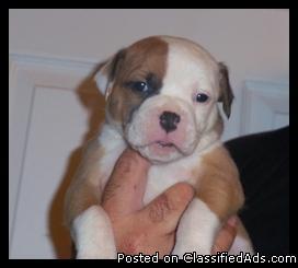 Female American Bulldog Puppy - Price: 500