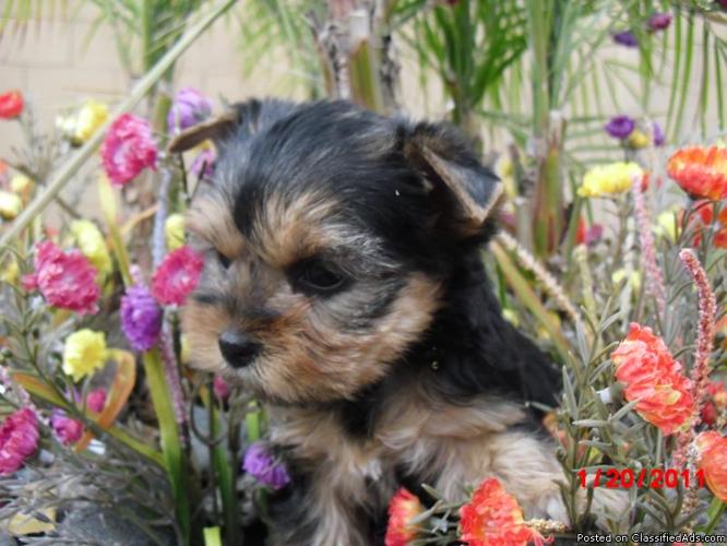 FEMALE AND MALE YORKIE PUPPIES - Price: $1500
