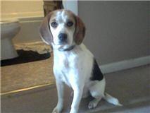 Female Beagle - Price: $20.00 rehoming