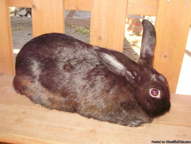 female bunnies - Price: 25