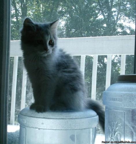 Female Calico Persian Kitten 350.00 - Price: 350.00