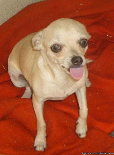 Female Chihuahua - Price: 40