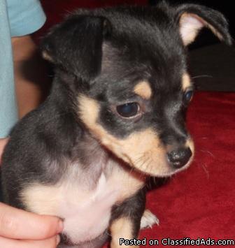 Female Chihuahua Puppy - Price: $250